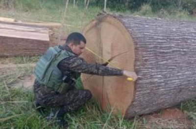 Batalho Ambiental flagra homem desdobrando madeira ilegalmente