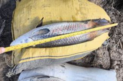 Polcia Ambiental: Operao Iara intercepta pesca ilegal em Rondnia