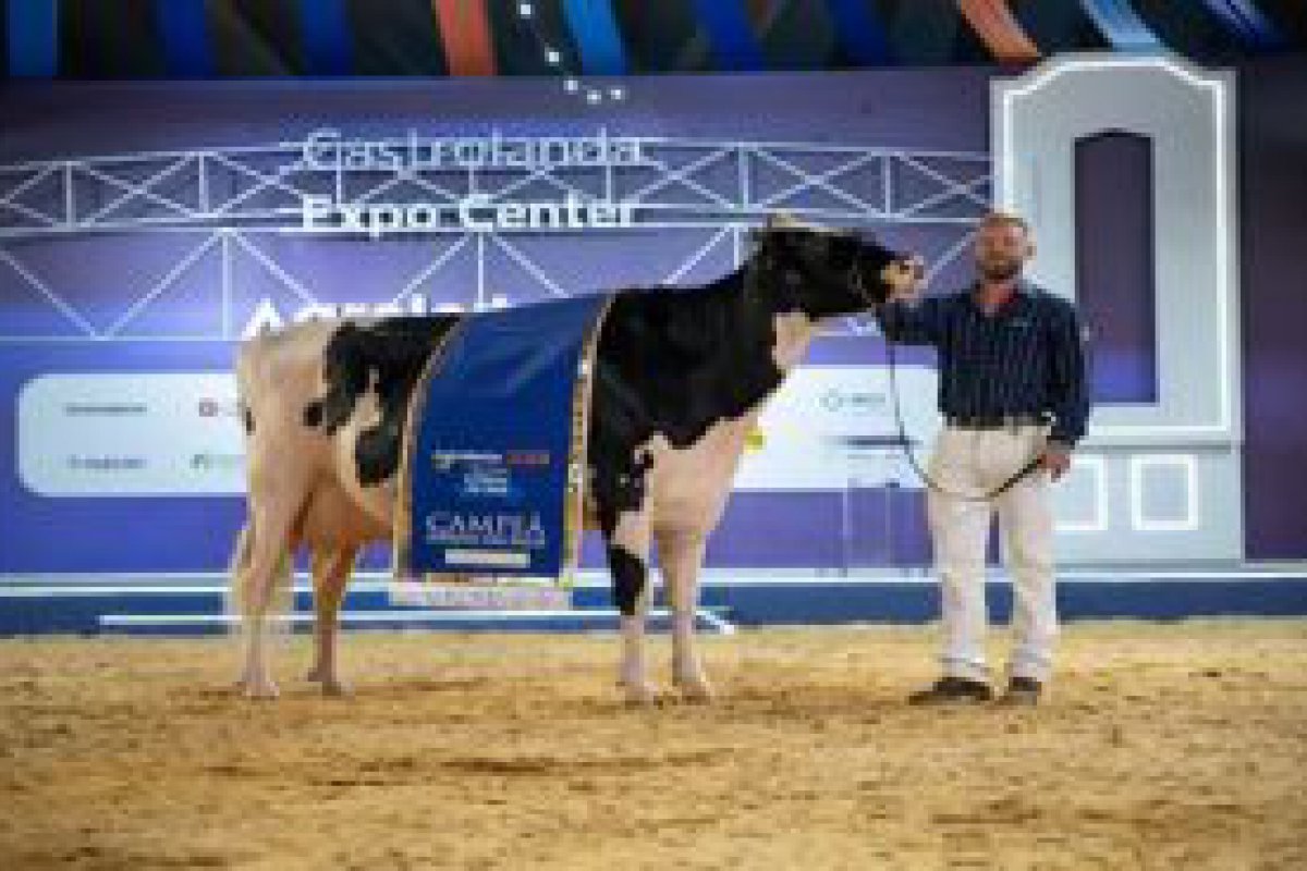 Vaca produz 107 kg de leite por dia e quebra recorde de competio