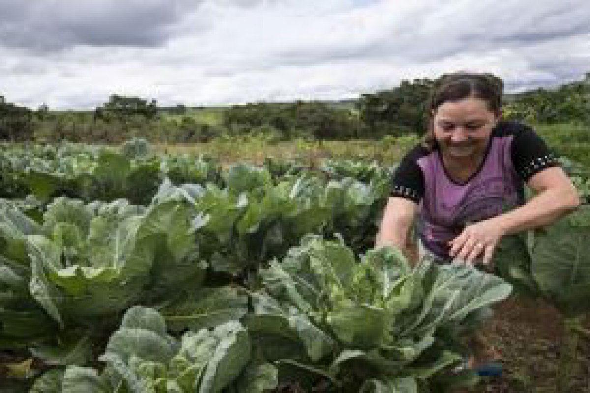 Mapa e UFV promovem capacitação em cooperativismo para agricultura familiar em Rondônia