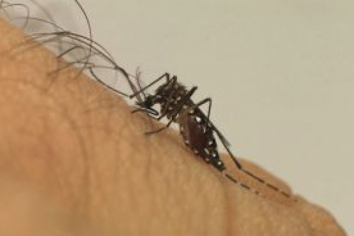 Ouro Preto do Oeste e mais 6 municpios registraram mortes por Dengue, aponta relatrio da Agevisa